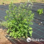 Αψιθιά (Artemisia absinthium)